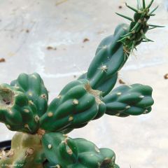 Cylindropuntia imbricata - Cholla-cactus