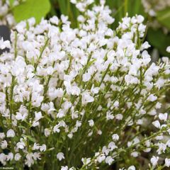 Cytisus praecox Wit - Brem
