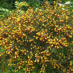 Cytisus scoparius Andreanus - Brem