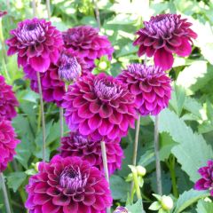 Dahlia Duke Duweno - decoratieve dahlia