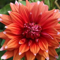 Dahlia Color Spectacle - Semicactus dahlia