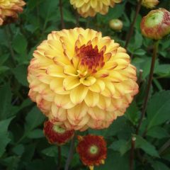 Dahlia Icoon - pompon dahlia