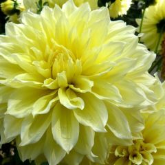 Dahlia Kelvin Floodlight - grootbloemige dahlia