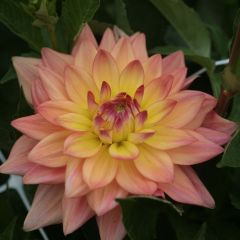 Dahlia Melody Dora - dwergdahlia