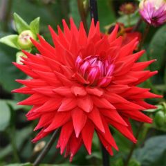 Dahlia Wittemans Best - Semicactus dahlia
