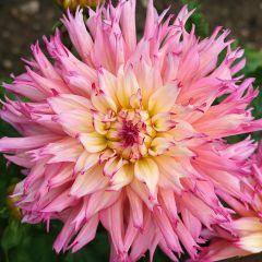 Dahlia Nenekasi - cactusdahlia