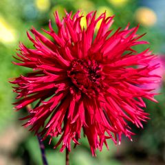 Dahlia Urchin - cactusdahlia