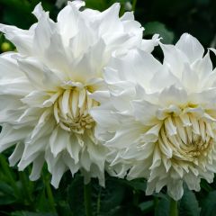 Dahlia Aspen - dwergcactusdahlia