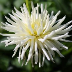 Dahlia Playa Blanca - cactusdahlia