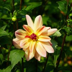 Dahlia Happy Butterfly - Waterleliedahlia