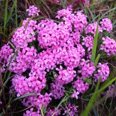 Daphne cneorum - Peperboompje