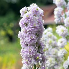 Delphinium Crystal Delight - Ridderspoor