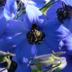 Delphinium cultorum Finsteraarhorn - Ridderspoor
