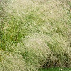 Deschampsia cespitosa Bronzeschleier - Ruwe smele