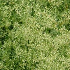 Deschampsia cespitosa Goldschleier - Ruwe smele