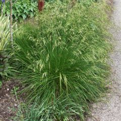 Deschampsia cespitosa Goldtau - Ruwe smele