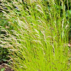 Deschampsia flexuosa Tatra Gold - Bochtige smele