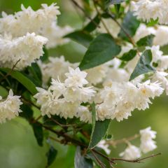 Deutzia crenata Pride of Rochester - Bruidsbloem