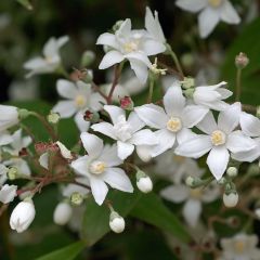 Deutzia setchuenensis Corymbiflora - Bruidsbloem