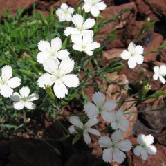 Dianthus deltoides Albiflorus - Steenanjer