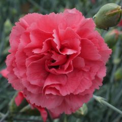 Dianthus plumarius Pretty Flamingo - Grasanjer