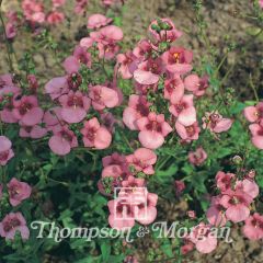 Diascia barberae Roze Queen (zaad) - Elfenspoor