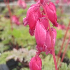 Dicentra formosa Luxuriant - Gebroken hartje