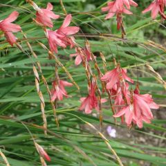 Dierama igneum - Engelenhengel
