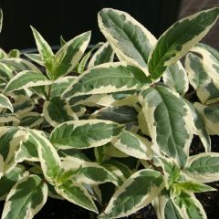 Diervilla sessilifolia Cool Splash - Amerikaanse weigelia