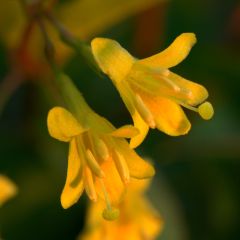Diervilla splendens - Amerikaanse weigelia