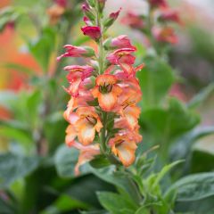 Digitalis Illumination Flame - Vingerhoedskruid