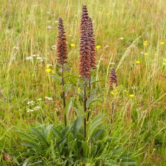 Digitalis parviflora - Vingerhoedskruid