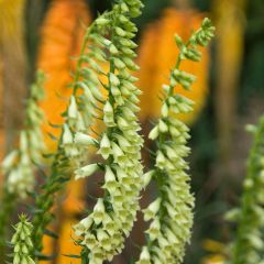 Digitalis lutea - Gele vingerhoedskruid