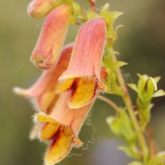 Digitalis obscura - Wilgebladig vingerhoedskruid