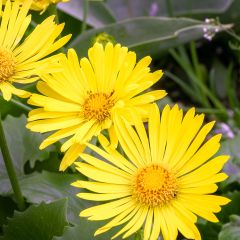 Doronicum orientale Little Leo - Voorjaarszonnebloem