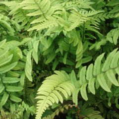 Dryopteris cycadina - Gezaagde niervaren
