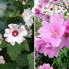 Lavatera collectie