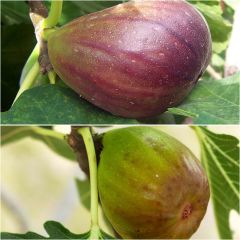 Duo vijgenbomen 'Brown Turkey' rood en 'Goutte d'Or' wit