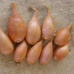 Sjalot Jermor (pootgoed)