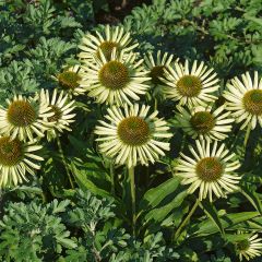 Echinacea purpurea Avalanche - Rode zonnehoed