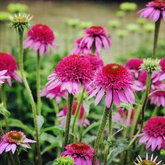 Echinacea purpurea Catharina - Rode zonnehoed