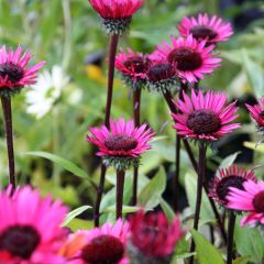 Echinacea purpurea Fatal Attraction - Rode zonnehoed