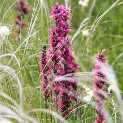 Echium russicum - Slangenkruid