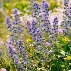 Echium vulgare - Slangenkruid