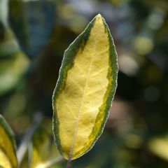 Elaeagnus ebbingei Limelight - Olijfwilg
