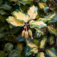 Elaeagnus pungens Maculata - Stekelige olijfwilg