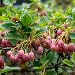 Enkianthus campanulatus Red Bells - Pronkklokje