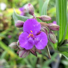 Tradescantia andersoniana Concord Grape - Eendagsbloem