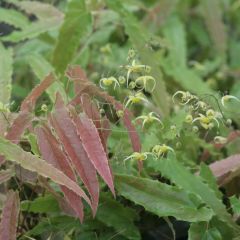 Epimedium Sphinx Twinkler - Elfenbloem