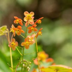 Epimedium warleyense - Elfenbloem